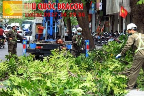 Dịch vụ chặt cây, đốn hạ cây xanh ở Đồng Nai