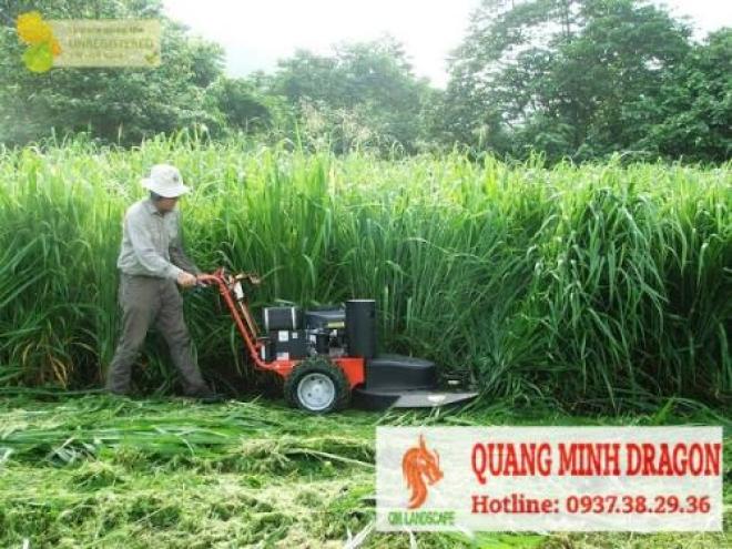 Dịch vụ cắt cỏ, chặt cây phát hoang ở Đồng Nai