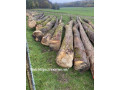 EXIMVN - nhận ủy thác XNK gỗ các loại