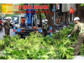 Chặt cây xanh,đốn hạ cây xanh trọn gói giá rẻ nhất Đồng Nai