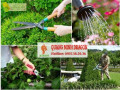 Dịch vụ cắt cỏ - trồng cỏ nhung- cỏ lá gừng