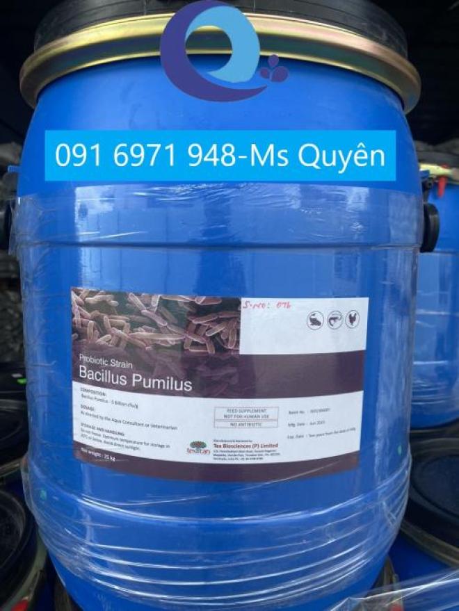 Men vi sinh Bacillus Pumilus đơn dòng Ấn Độ