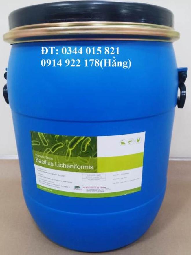 Bacillus Licheniformis, men vi sinh giúp vật nuôi tiêu hóa tốt thức ăn Bacillus Licheniformis, men vi sinh giúp vật nuôi tiêu hóa tốt thức ăn