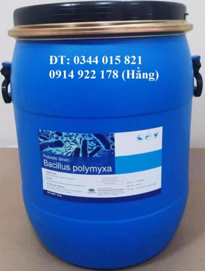 Bacillus Polymyxa, men vi sinh hỗ trợ đường ruột cho tôm cá Bacillus Polymyxa, men vi sinh hỗ trợ đường ruột cho tôm cá