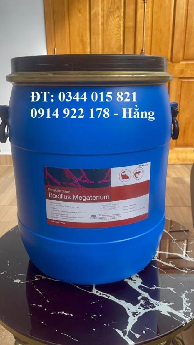 Men vi sinh Bacillus Megaterium, giúp vật nuôi tăng trưởng nhanh Men vi sinh Bacillus Megaterium, giúp vật nuôi tăng trưởng nhanh