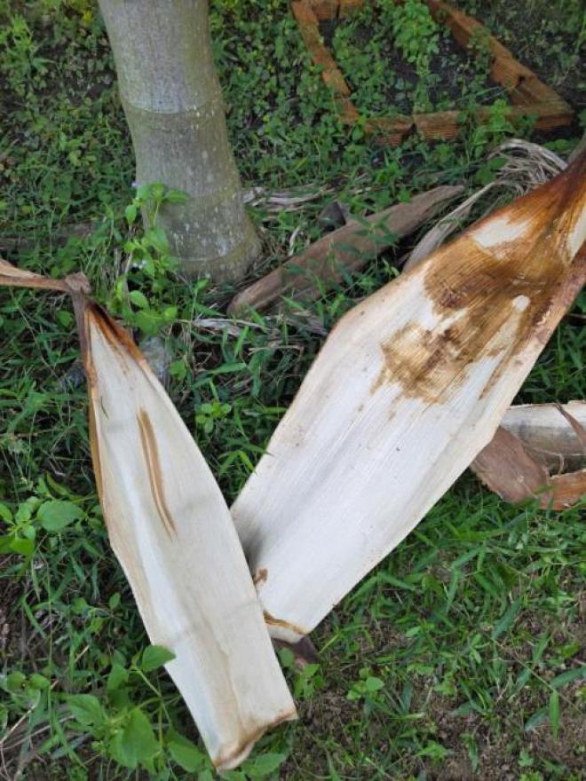 Chén Dĩa Làm Từ Mo Cau Tự Nhiên 100% – Bền, Đẹp, An Toàn Thực Phẩm