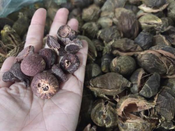 Mua sỉ lẻ hạt cau khô, bột cau khô, vỏ cau khô tại TP.HCM