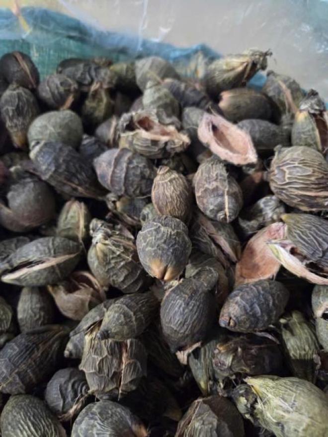 Mua sỉ lẻ hạt cau khô, bột cau khô, vỏ cau khô tại TP.HCM
