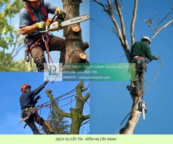 DỊCH VỤ CẮT TỈA VÀ ĐỐN HẠ CÂY XANH TẠI ĐỒNG NAI