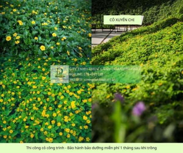 TRỒNG CỎ DỰ ÁN GIÁ RẺ – THI CÔNG CÂY XANH BÌNH DƯƠNG, ĐỒNG NAI