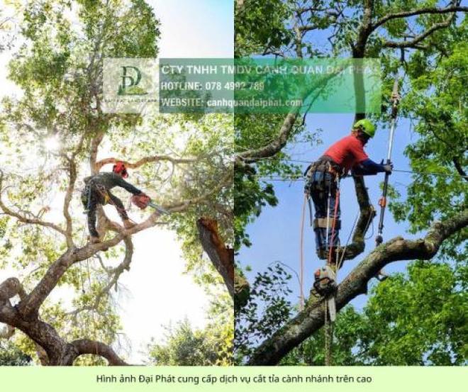 Báo giá cho thuê nhân công chăm sóc cây xanh mới nhất 2026