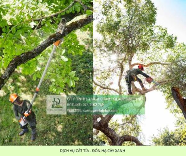 Báo giá cho thuê nhân công chăm sóc cây xanh mới nhất 2026