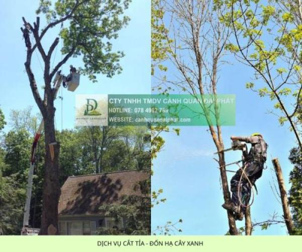 Báo giá cắt cỏ, cắt tỉa, chăm sóc cây xanh Đồng Nai mới nhất 2026