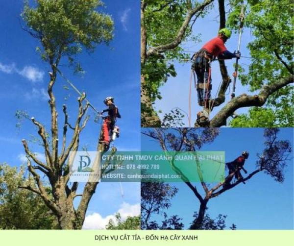 Báo giá cắt cỏ, cắt tỉa, chăm sóc cây xanh Đồng Nai mới nhất 2026