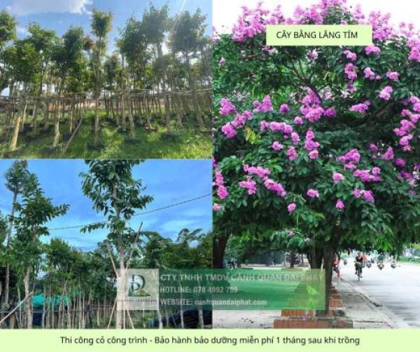 Thi công cây xanh thảm cỏ công trình Đồng Nai, Bình Dương, TPHCM,...