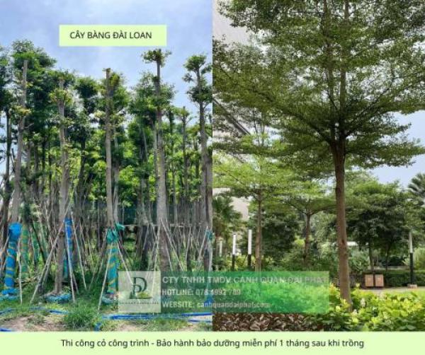 Thi công cây xanh thảm cỏ công trình Đồng Nai, Bình Dương, TPHCM,...