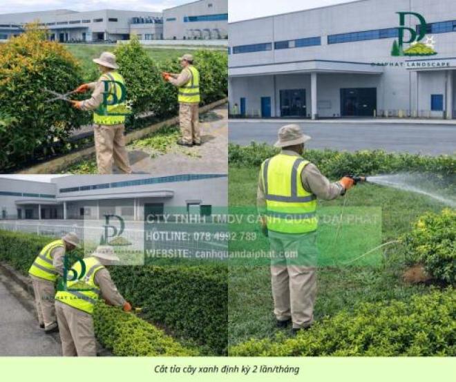 Dịch vụ chăm sóc cây xanh cắt cỏ cắt tỉa cảnh quan định kỳ tại Đồng Nai