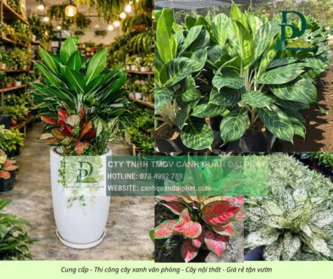 Cung cấp cây xanh nội thất cho văn phòng showroom cửa hàng Đồng Nai TPHCM